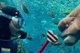 【上越市立水族博物館 うみがたり】開館８周年新規イベント　ダイバー特別解説「コブダイバー！」スタート【２０２６年６月１５日（月）～】