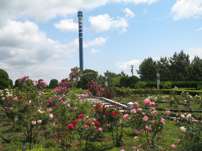 丘の広場バラ園