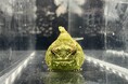 【横浜・八景島シーパラダイス】誕生後から成魚まで成長の過程がひと目でわかる！「ダンゴウオ」 新展示