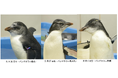 【仙台うみの杜水族館】ミナミイワトビペンギンのこどもたち、ついにお披露目！3羽同時展示デビュー‼【2026年8月20日（木）13:00～】