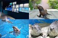 【マクセル アクアパーク品川】都市型水族館で学ぶ、【SDGs１４：海の豊かさを守ろう】見て、聞いて、楽しく学べる解説イベントが盛りだくさんの９日間。『アクアパーク「SDGsウィーク」』
