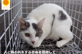「増やさない」・「命を守る」ひなたの猫応援プロジェクトのガバメントクラウドファンディングを実施します。