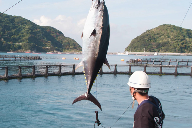 愛媛県の宇和海で育ったブランド本まぐろ「だてまぐろ」