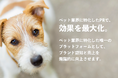 Dream Work: ペット業界に特化した唯一のインフルエンサーマッチングサイト