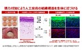 世界初の張力付加型三次元人工皮膚モデルの販売開始