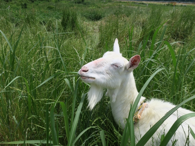 ブラザー、三重県の拠点でヤギによる「エコ除草」を再開 企業リリース