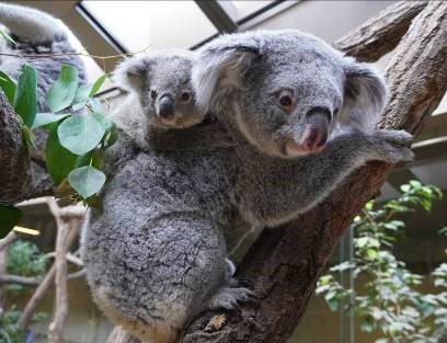 ブラザー 東山動植物園で開催された コアラの赤ちゃん命名式 に協力 ブラザー工業株式会社のプレスリリース