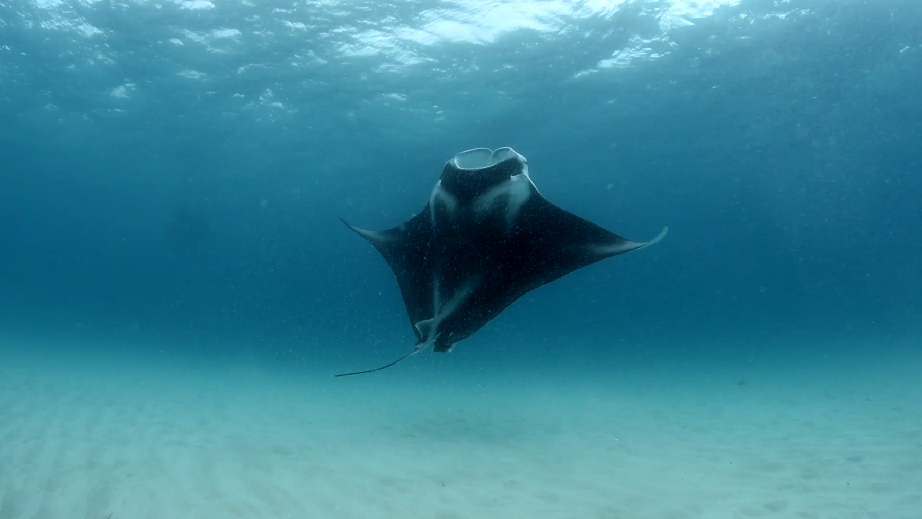 マンタが空を飛ぶ ブラザー Flying Manta ブラザー工業株式会社のプレスリリース