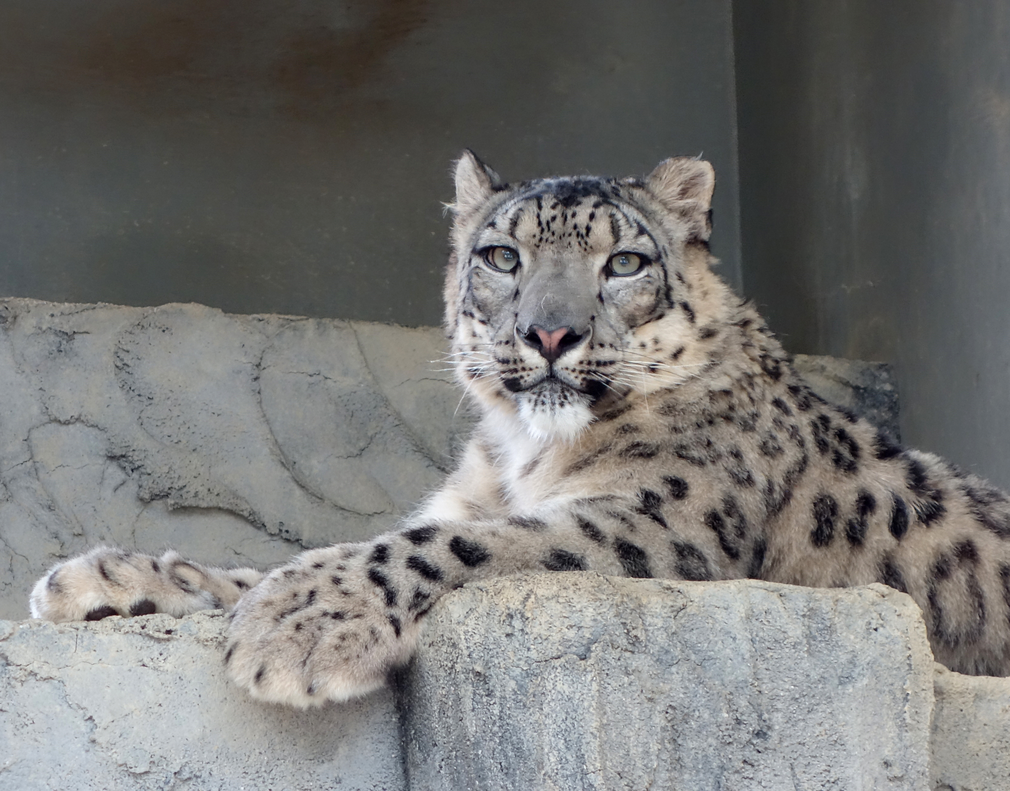 開園80周年の東山動植物園にユキヒョウの観測装置を寄贈 ブラザー工業株式会社のプレスリリース