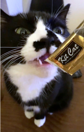 6,600円（税込）以上のお買い物でプレゼントとなる『キットキャット パーピューレ』を食べているスタッフの猫。