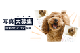 《POCHI》うちの子（犬）の“なんでもない日常のひとコマ”写真大募集！