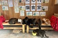 千葉古民家グランピングで【猫総選挙2025】SNSで話題。保護猫15匹が推し猫の座をかけて大激戦〜豪華参加特典付き・AI技術を活用した「猫タレントショー」等、ファンへの「選挙活動」を展開する