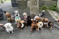 【イベント報告】Pets Tokyo飯田橋店で春の交流イベントを開催