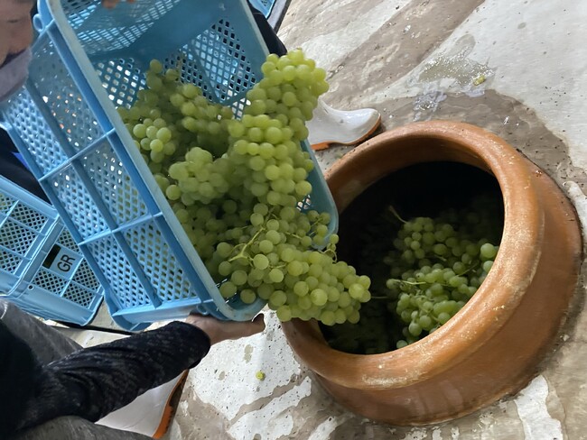 収穫したブドウをアンフォラに投入する。