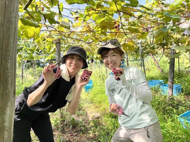 収穫時期には、ボランティアスタッフが全国から集まる(写真は2023年のもの)。 収穫時期には、ボランティアスタッフが全国から集まる(写真は2023年のもの)。