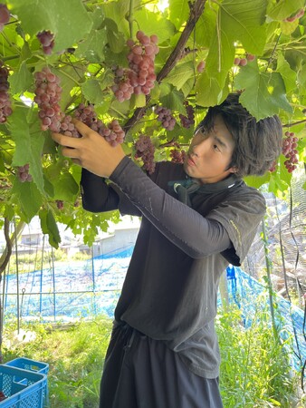 収獲風景(写真は2023年のもの)。 収獲風景(写真は2023年のもの)。