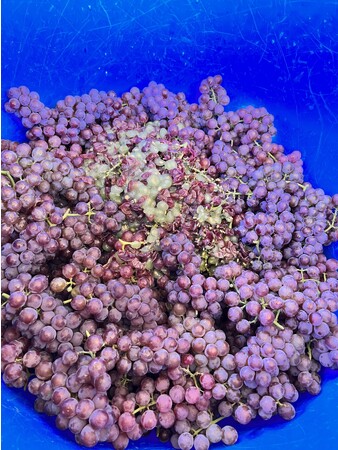 収穫したデラウェア。 収穫したデラウェア。