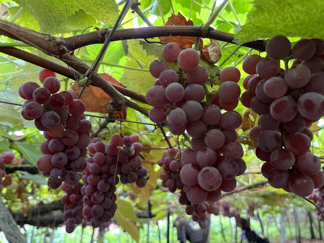 自社の有機栽培畑に実ったデラウェア 自社の有機栽培畑に実ったデラウェア