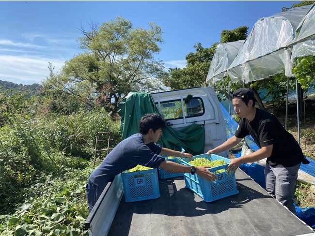 収穫風景。 収穫風景。