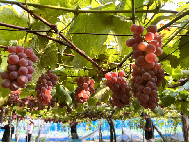 ピケットの原料になるデラウェア。 ピケットの原料になるデラウェア。