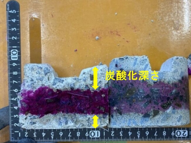 CO2を吸収した範囲（炭酸化深さ）※紫色の部分は炭酸化していない部分