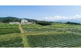 【中伊豆ワイナリー シャトーT.S】「Harvest Festa（ハーベスト・フェスタ） 2024」 を開催