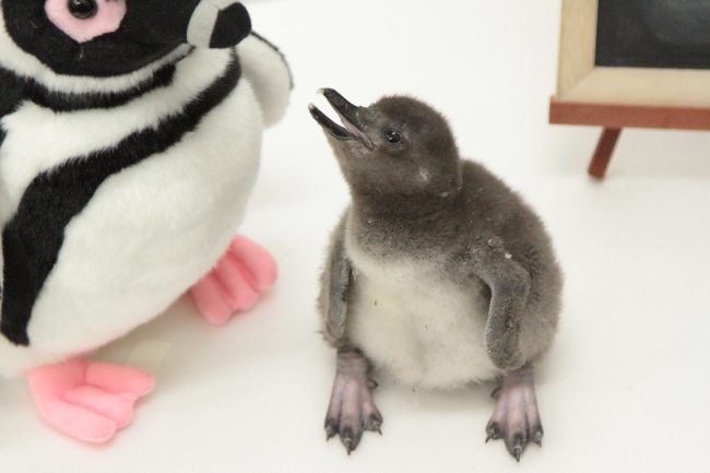 ペンギン赤ちゃん写真