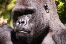 (Sebastian Nidlich Ivo the gorilla at Berlin Zoo)