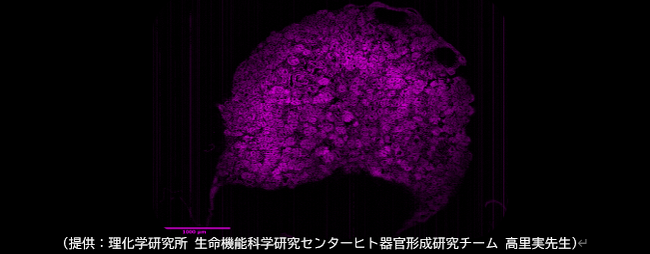 全細胞の3次元イメージング技術CUBIC