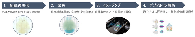 全細胞の3次元イメージング技術CUBIC