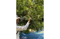 上富田町の町木「ヤマモモ」収穫シーズン到来!地域発ブランド「Kumano Berry」による収穫ボランティア受入と販売がスタート