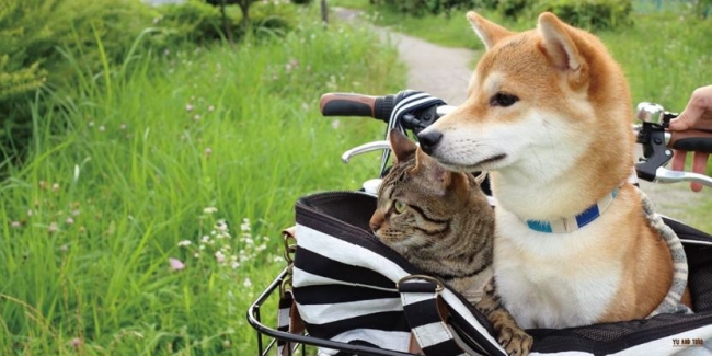 書籍『柴犬ゆうと猫のとろ』（ぴあ） 中面