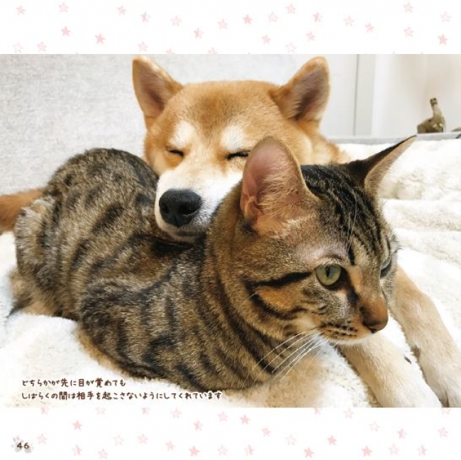 書籍『柴犬ゆうと猫のとろ』（ぴあ） 中面