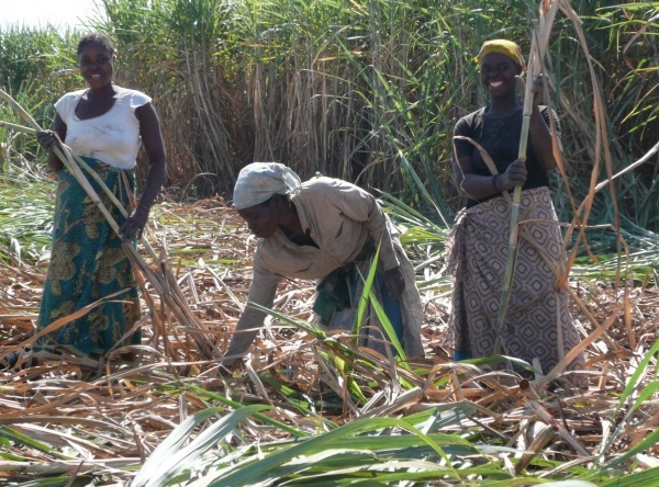 マラウイで砂糖の原料となるサトウキビを栽培している農家の女性たち