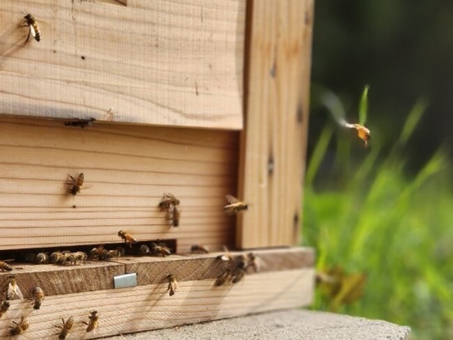 都市で生育するミツバチ イメージ