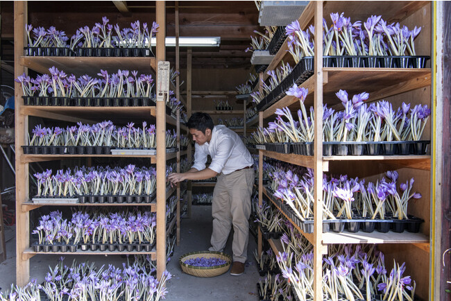 開花時期を迎えたサフランの栽培現場