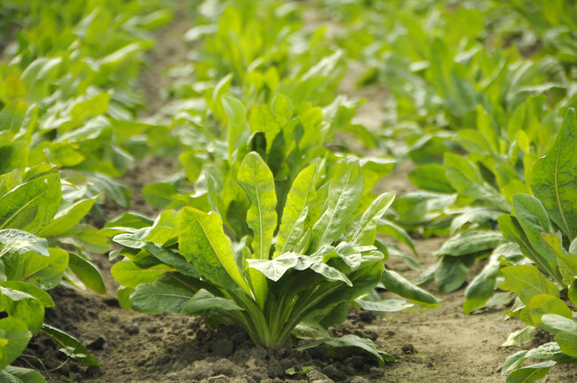 野菜の「チコリ」の根から抽出・精製した食物繊維を配合。 野菜の「チコリ」の根から抽出・精製した食物繊維を配合。