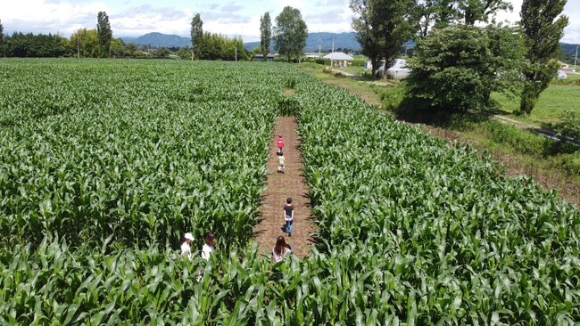 7月から岩瀬牧場内に開設する、大人の背丈より高いトウモロコシ畑を利用した東北最大級迷路（鏡石町）