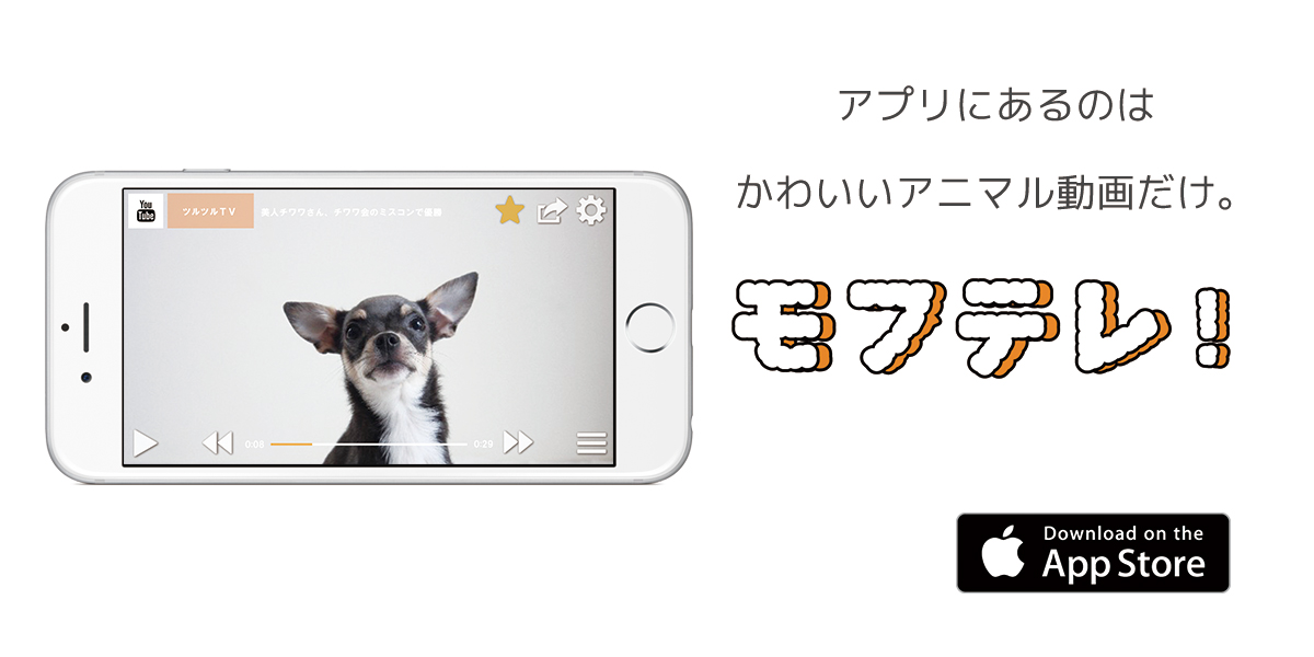 アプリにあるのは かわいいアニマル動画だけ 人気の動画キュレーションアプリ モフテレ のios版が本日よりリリース開始 もなかllpのプレスリリース