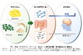 特定の食品摂取による腸内フローラの変動によって高齢者の認知機能が改善