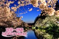 山形県米沢市の「伝統の灯」を絶やしたくない!東北最大級の冬の祭典「上杉雪灯篭まつり」に、一番桜を咲かせる「東北一番桜よねざわプロジェクト」スタート