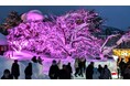 【イベントレポート】かつてない大雪の中で開催された上杉雪灯篭まつりで「東北一番桜よねざわプロジェクト」がいくつもの“雪の桜”を咲かせました!