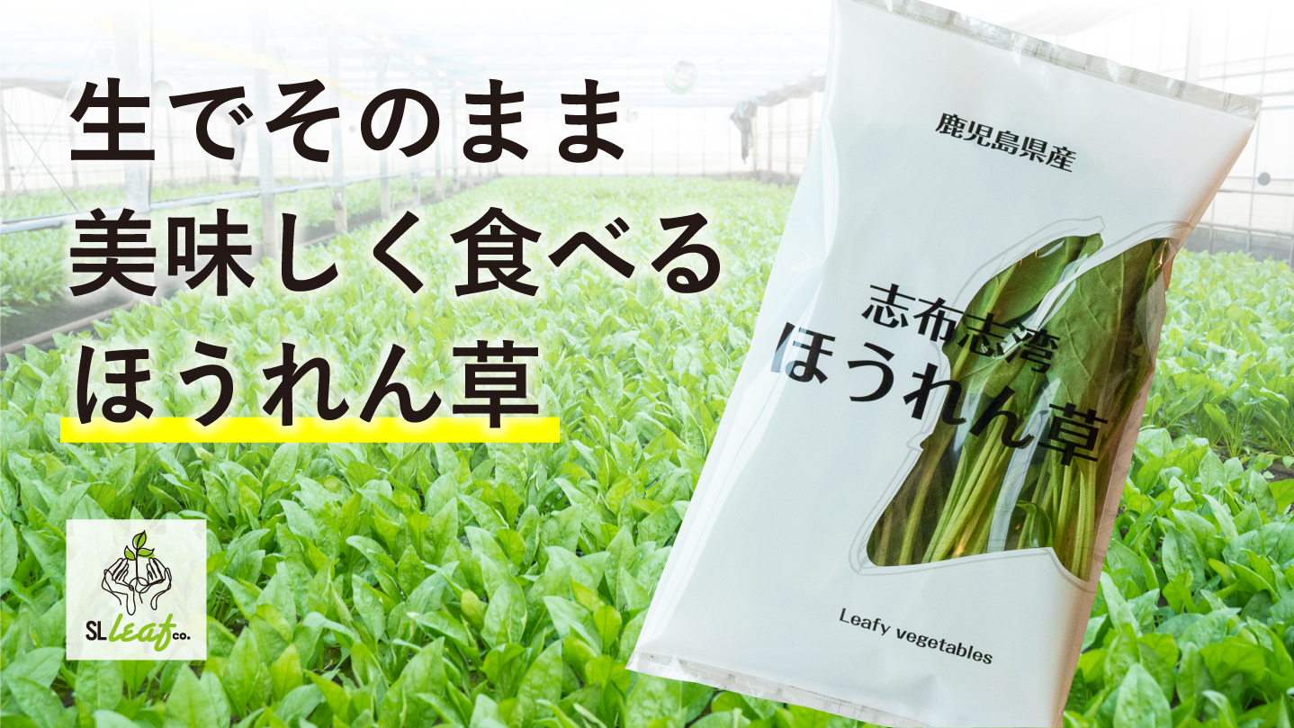 生のままでもおいしく食べられる！「志布志湾ほうれん草」Makuakeにて発売開始。