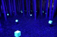 放置竹林が幻想空間に変身!竹あかりで圧巻の空間体験〜蓄光を空間演出として導入する先進的取り組みも