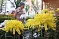 秋を彩る菊の展示会を高槻市で開催