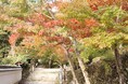 高槻市の名所「神峯山寺」で紅葉の便り