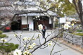 高槻市内で春の訪れを告げる梅の花が咲き始め