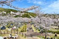 幻想的な夜桜のライトアップを楽しめるイベントを高槻市で