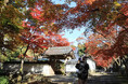 高槻市の古刹「神峯山寺」で紅葉が見頃