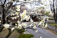 ほころぶ梅に春の訪れ　高槻市内で開花進む